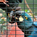 Loro Parque